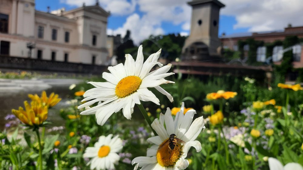 Photo with flowers and bee, in the background Lund University main building.
