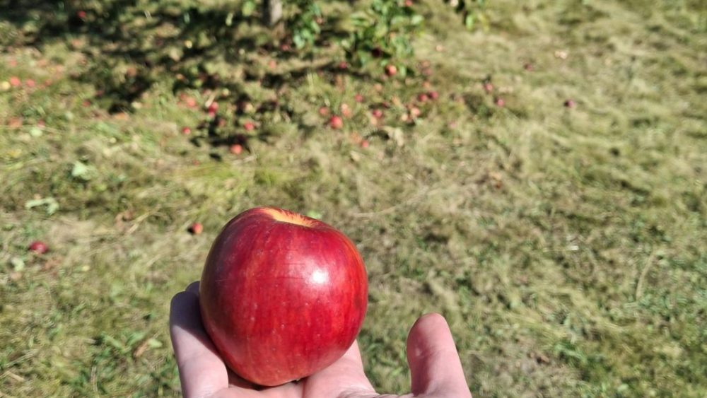 Hand holding an apple in front of an apple tree