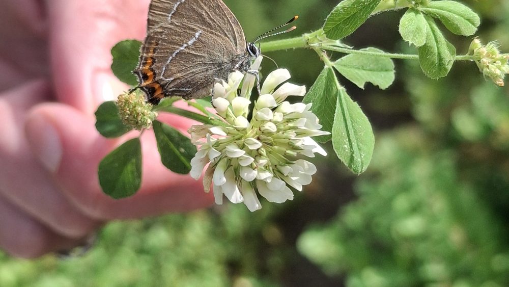 Photo showing a hand holding flowers. A butterfly sits on one flower.